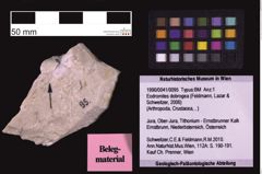 Foto (Objekt + Etiketten) von Eodromites dobrogea (Feldmann, Lazar & Schweitzer, 2006) (NHMW-GEO-1990-0041-0095)
